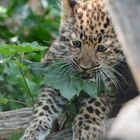 Amurleopard 