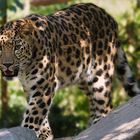 Amurleopard