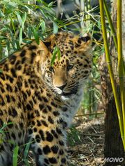 Amurleopard