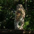 Amurleopard