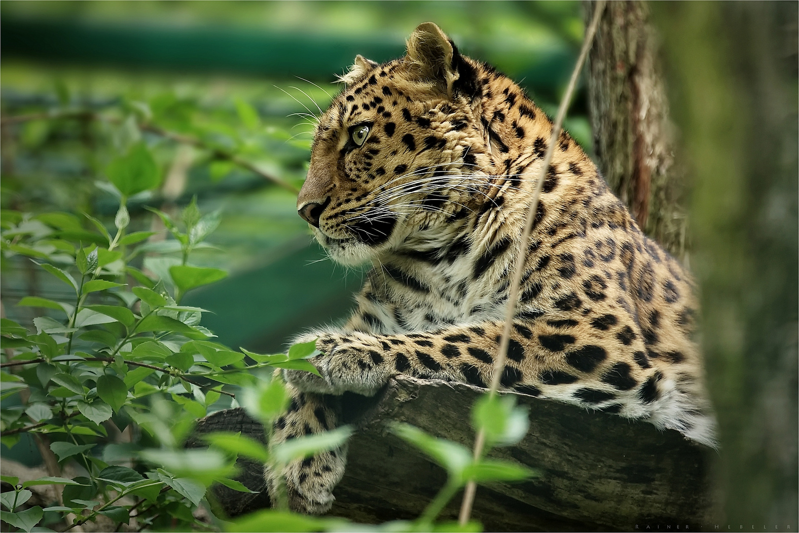 Amurleopard