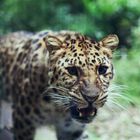 Amurleopard