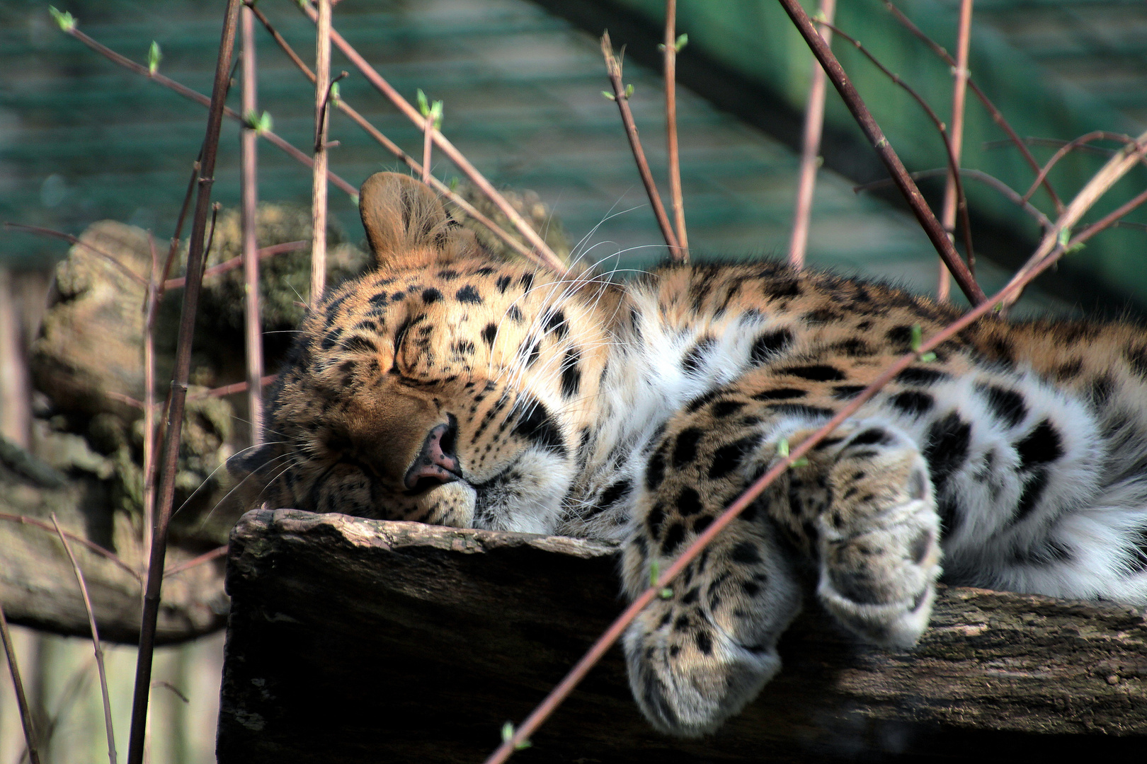 Amurleopard