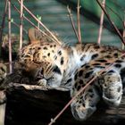 Amurleopard