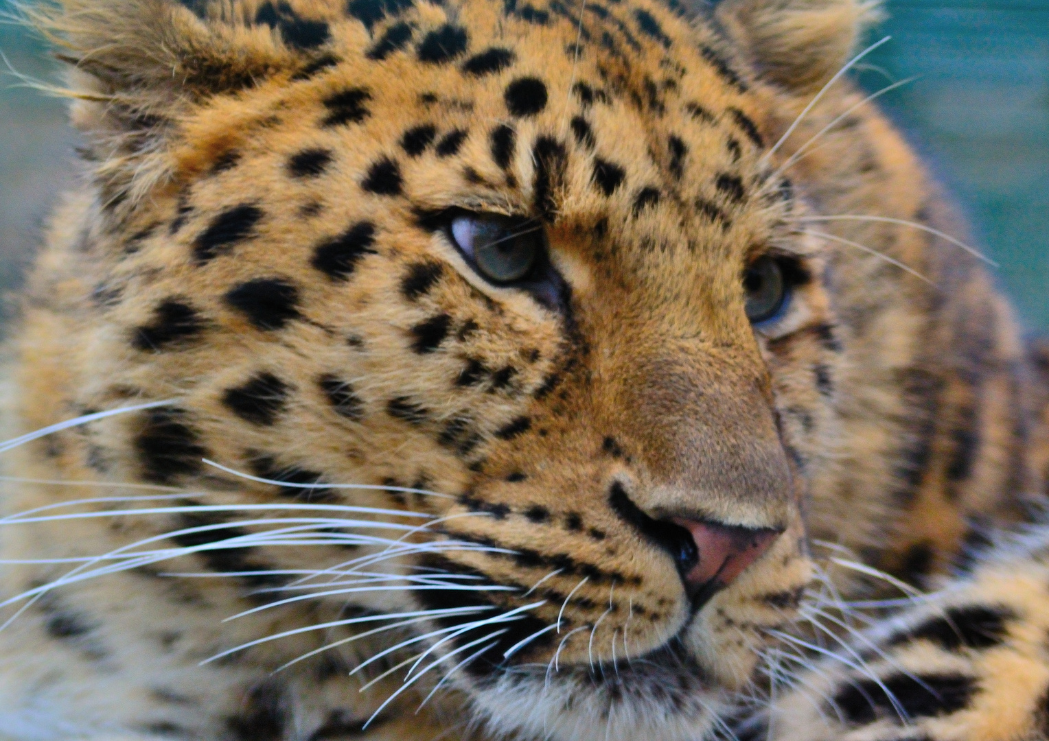 Amurleopard