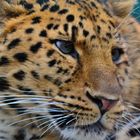 Amurleopard