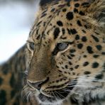 Amurleopard