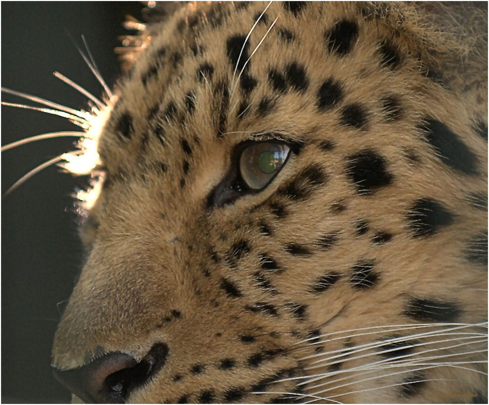 Amurleopard