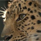 Amurleopard