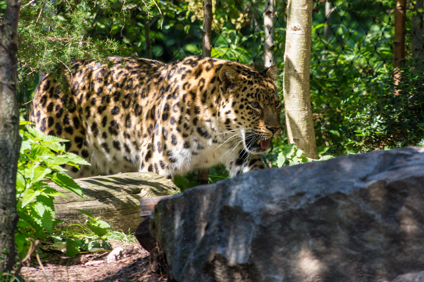 Amurleopard