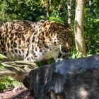 Amurleopard