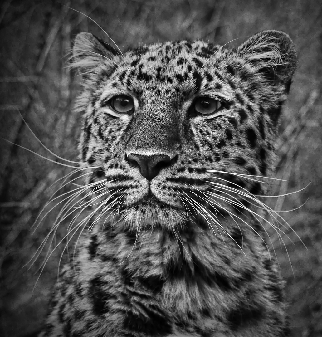 Amurleopard