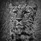 Amurleopard