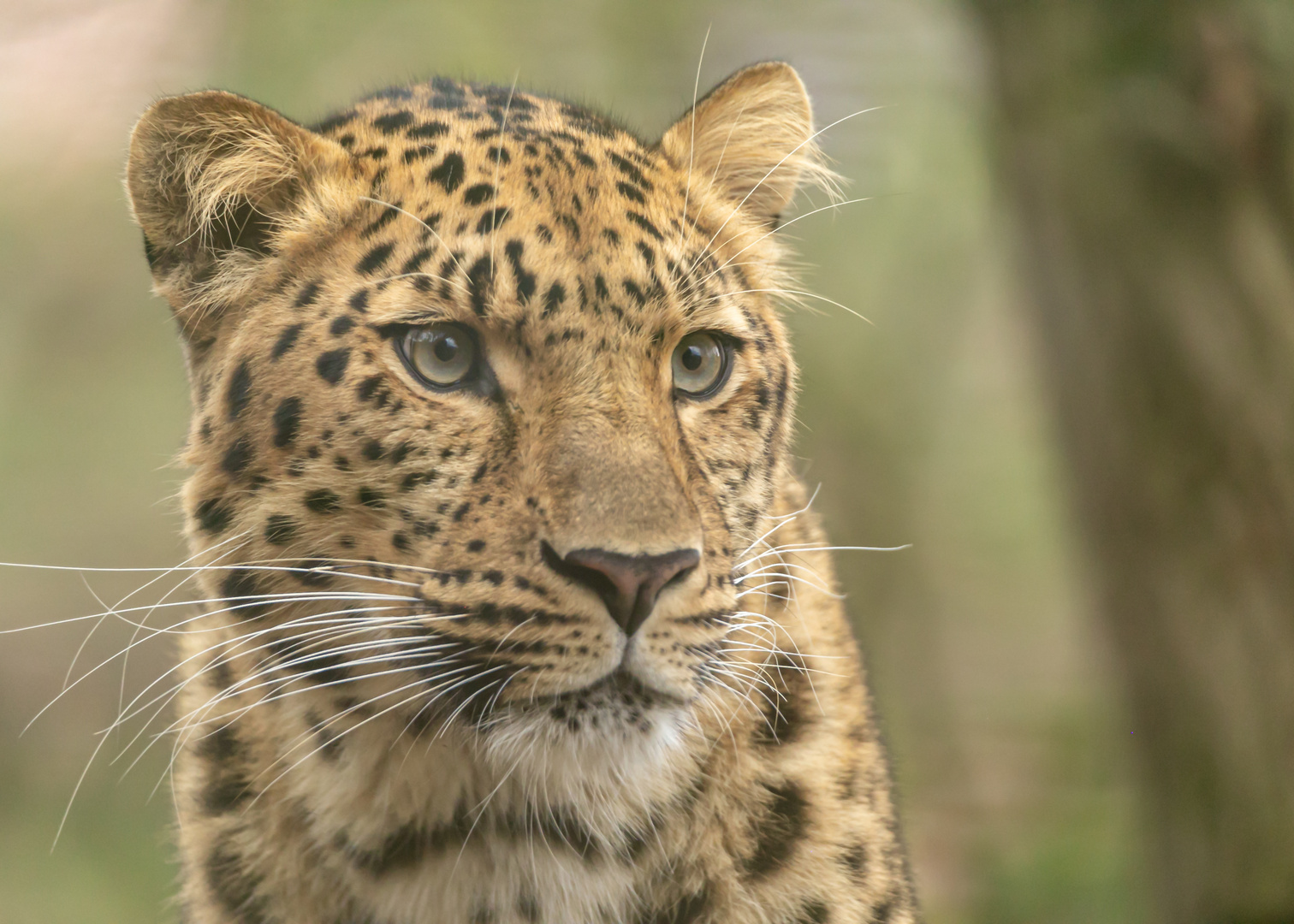  Amurleopard