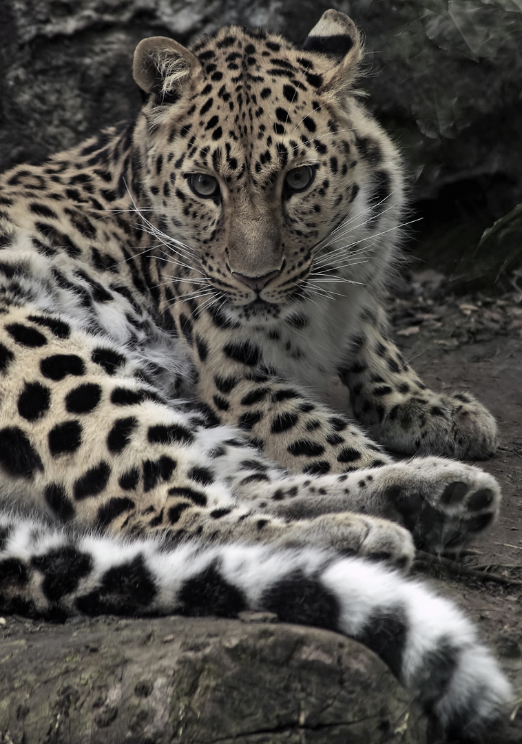 Amurleopard