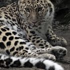 Amurleopard