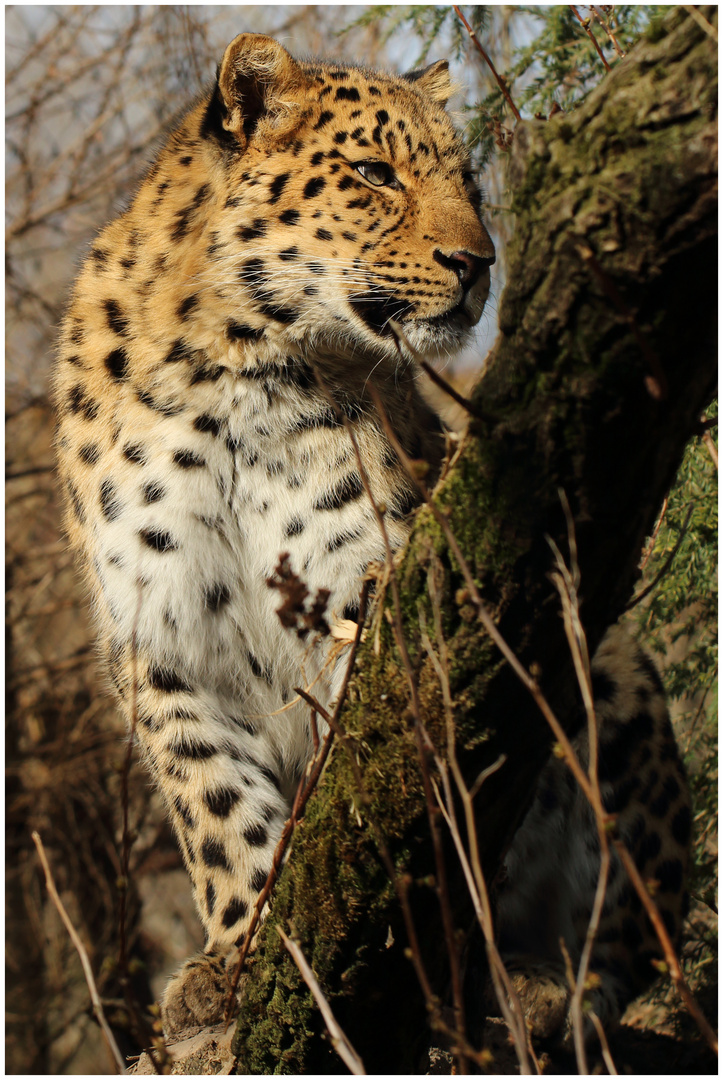 Amurleopard