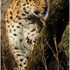 Amurleopard