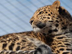 Amurleopard