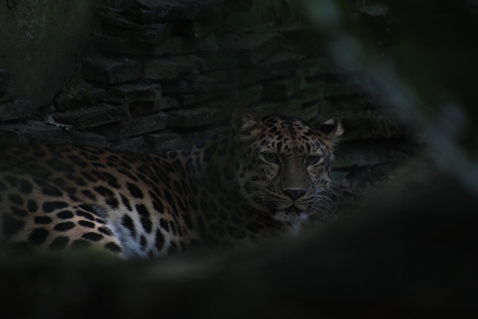 Amurleopard