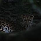 Amurleopard