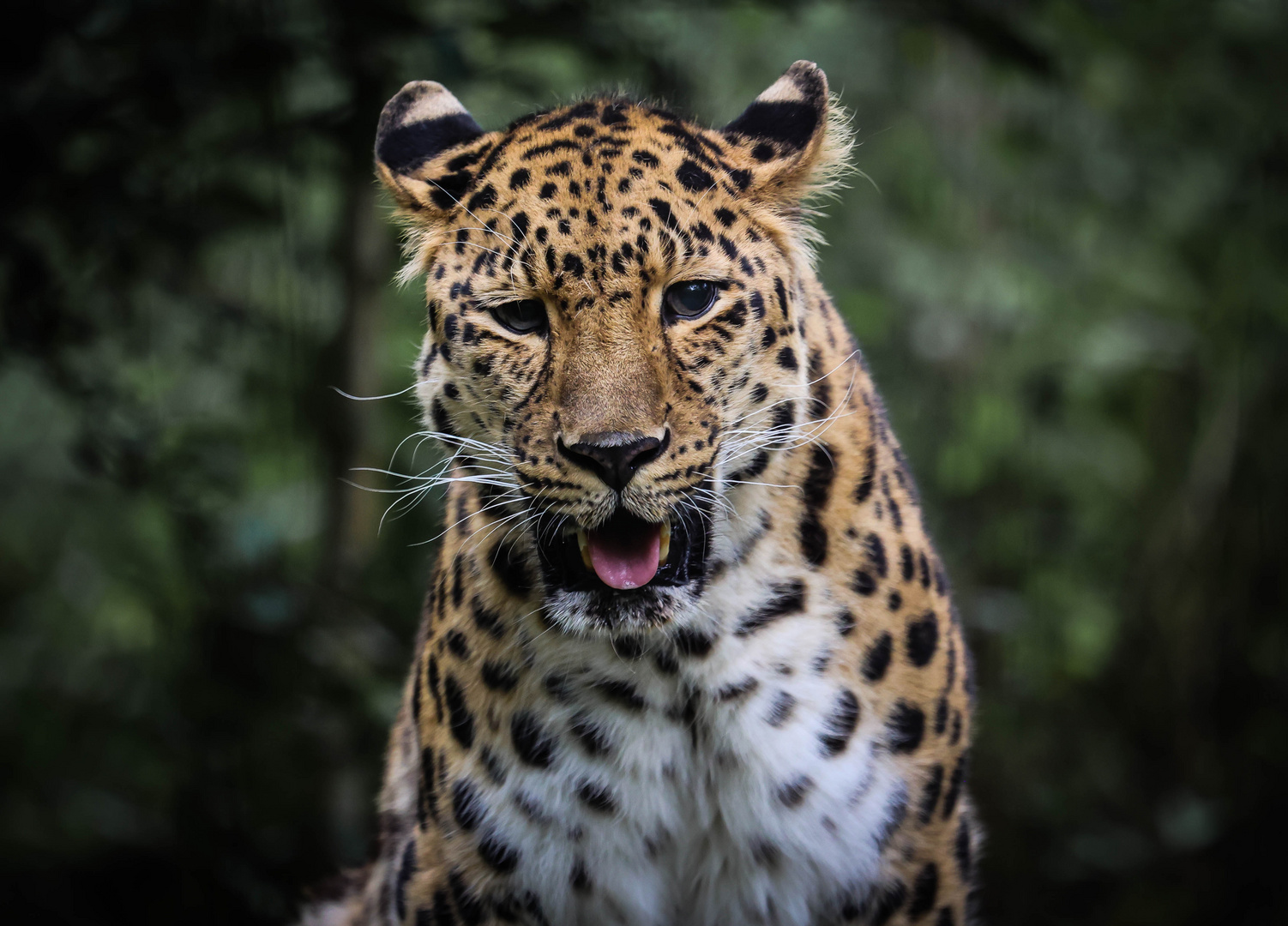 Amurleopard 