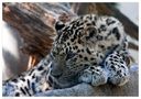 Amurleopard von 73-Photography