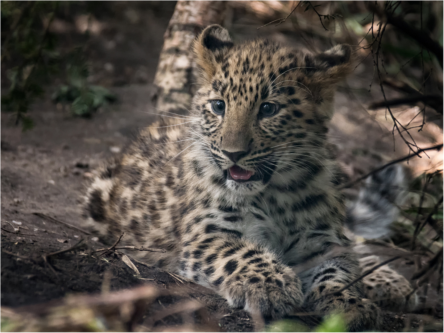 Amurleopard