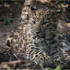 Amurleopard