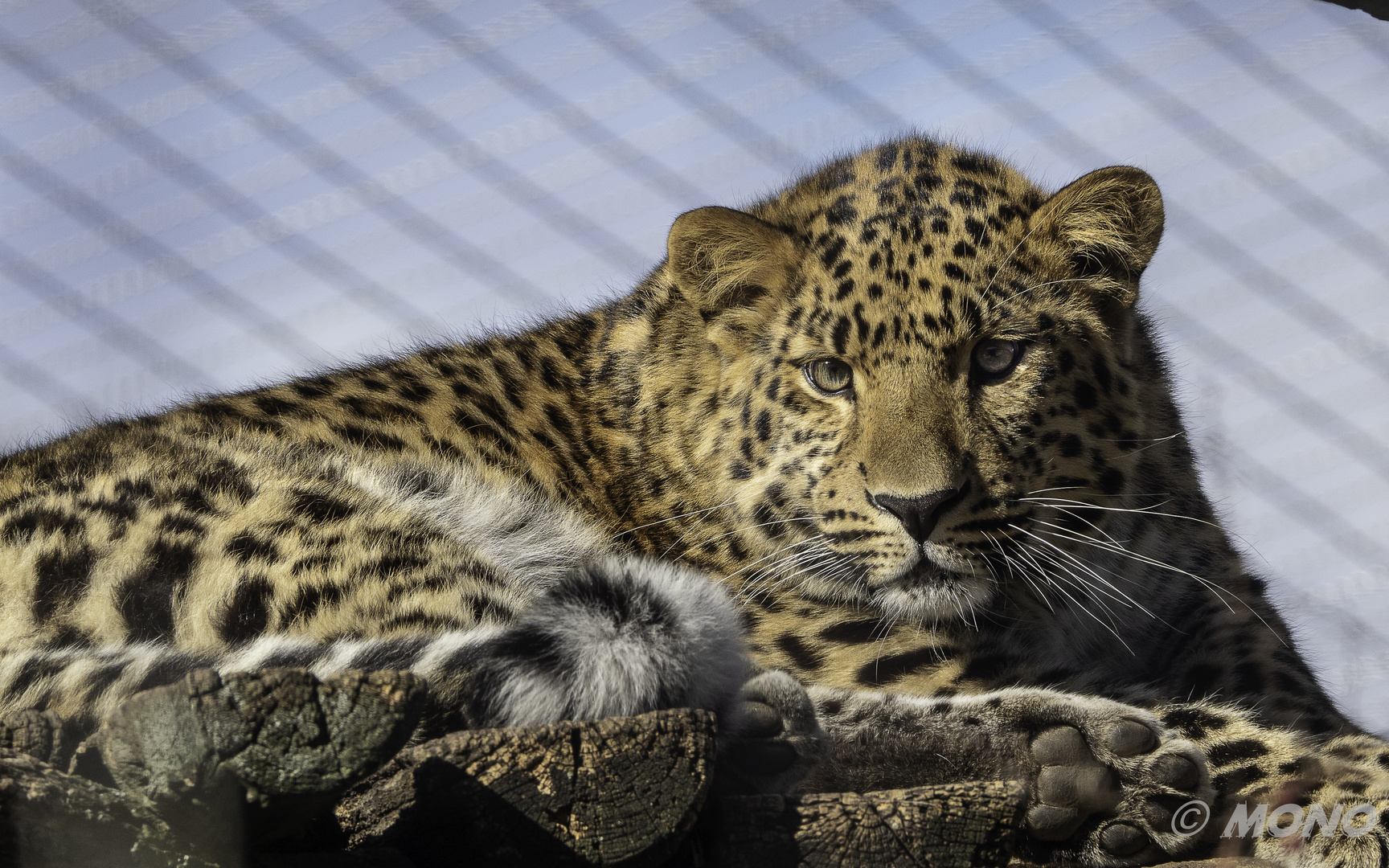 Amurleopard