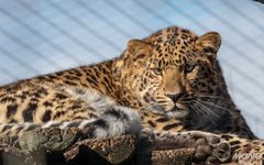 Amurleopard