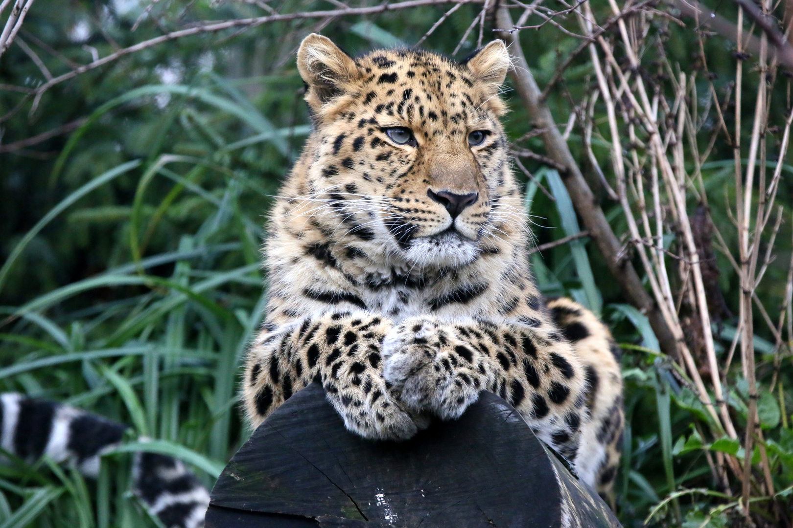 Amurleopard