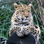 Amurleopard