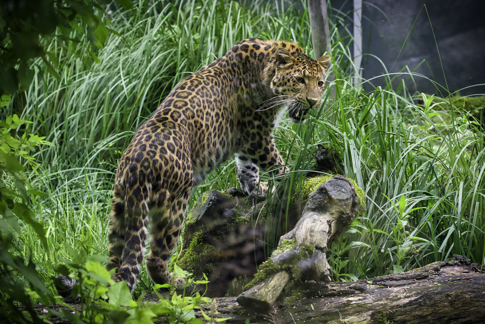 Amurleopard