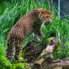 Amurleopard