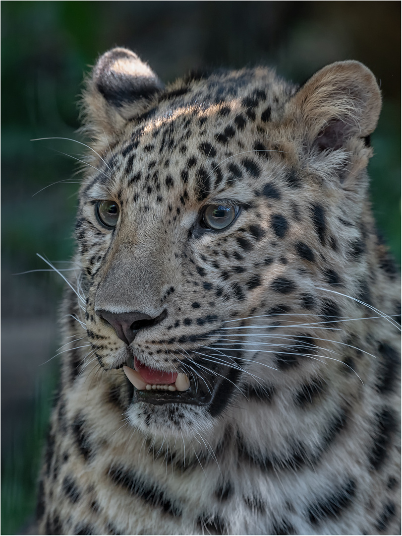 Amurleopard