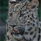 Amurleopard