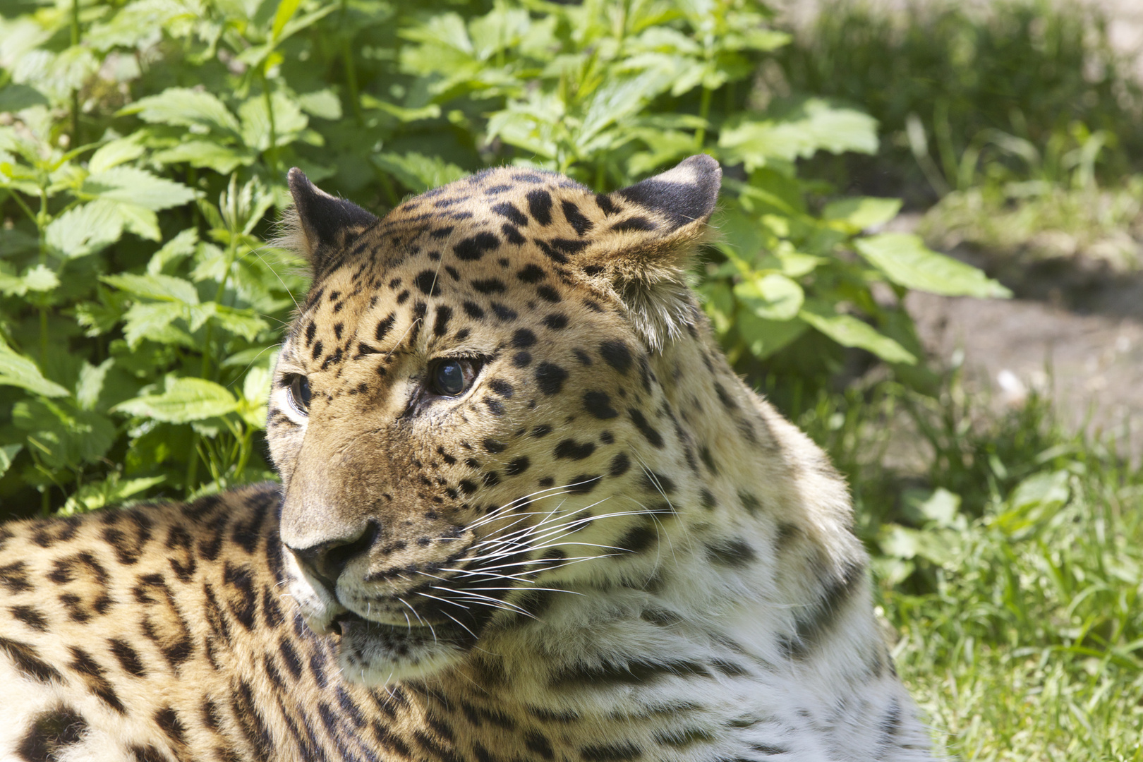 Amurleopard im Augsburger Zoo