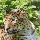 Amurleopard im Augsburger Zoo