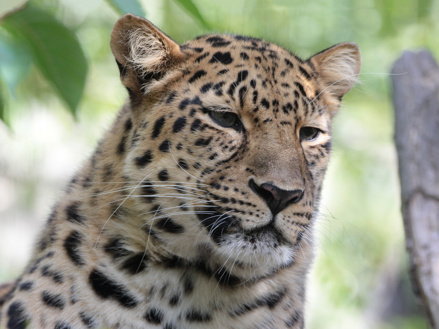 Amurleopard im Leipziger Zoo