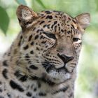 Amurleopard im Leipziger Zoo