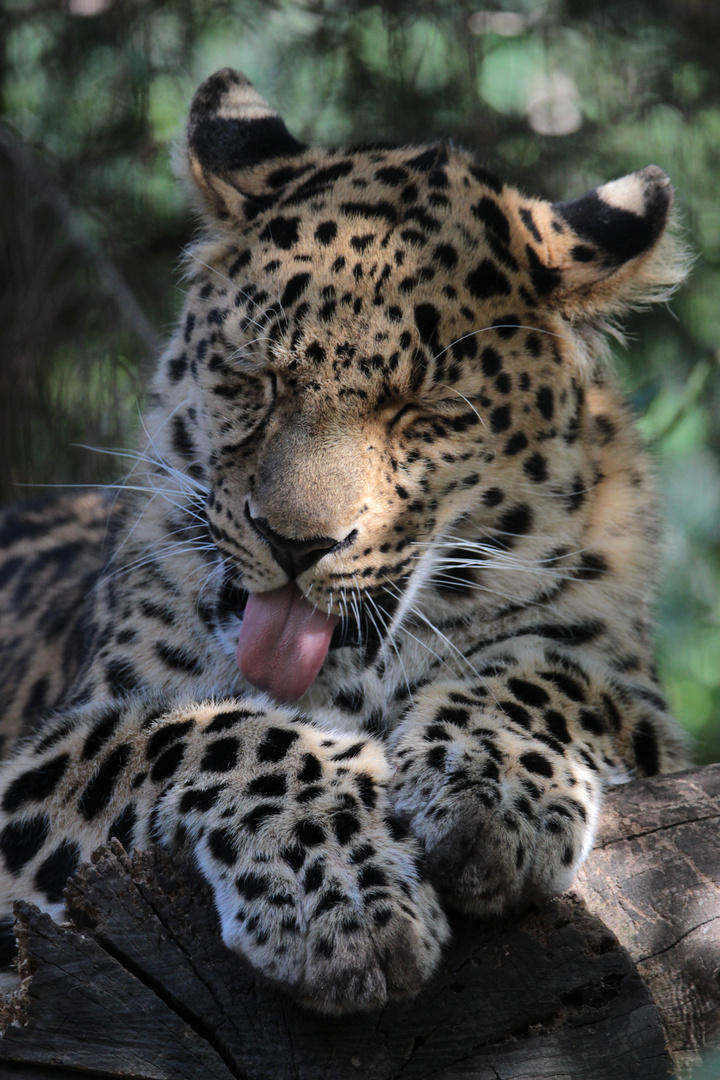 Amurleopard im Leipzoger Zoo