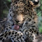 Amurleopard im Leipzoger Zoo