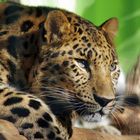 Amurleopard im Sonnenschein