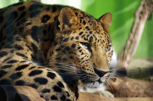 Amurleopard im Sonnenschein