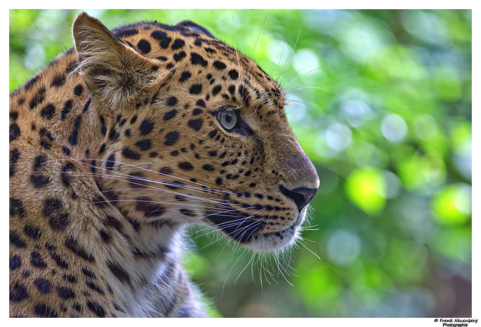 *** Amurleopard im Tierpark Nordhorn *** 