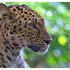 *** Amurleopard im Tierpark Nordhorn *** 