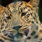 Amurleopard im Zoo Aschersleben