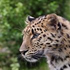 Amurleopard im Zoo Leipzig