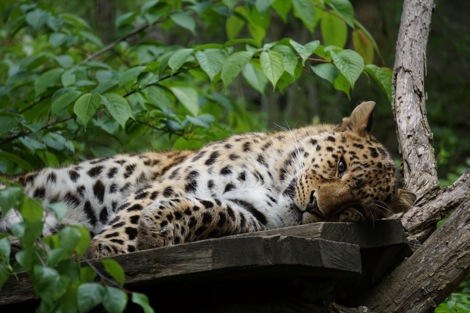 Amurleopard im Zoo Leipzig